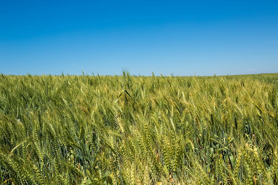 Field, Nature, Wheat, View, green, landscape, horizontal, agriculture HD wallpaper