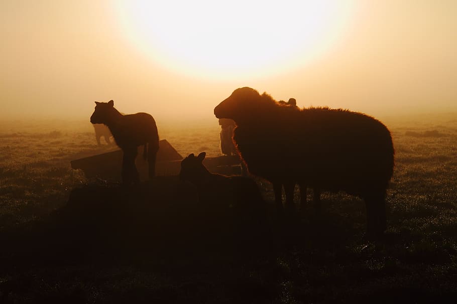 sheep, sunrise, mist, morning, silhouette, mammal, animal themes HD wallpaper