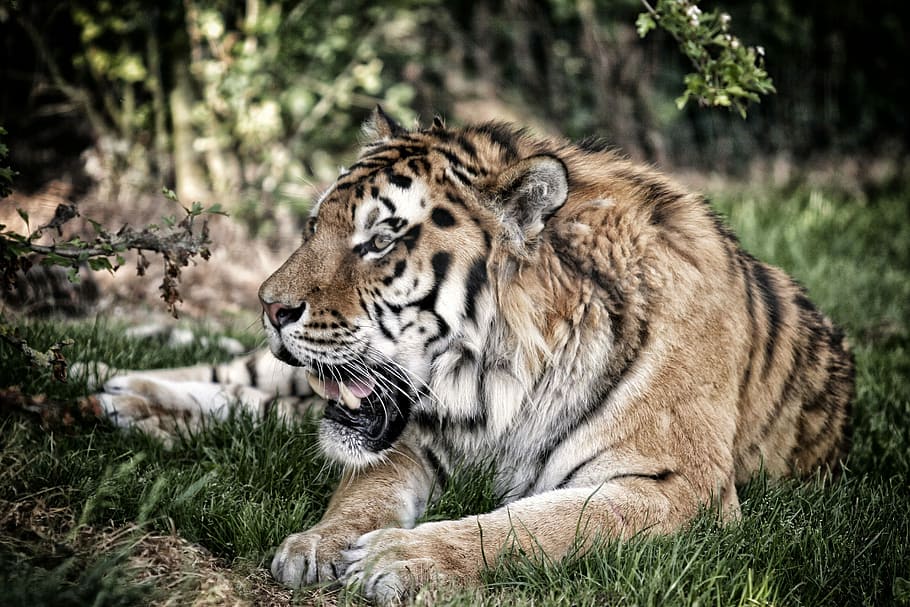 fauna, carnivore, cat, mammal, animal, animal themes, feline HD wallpaper