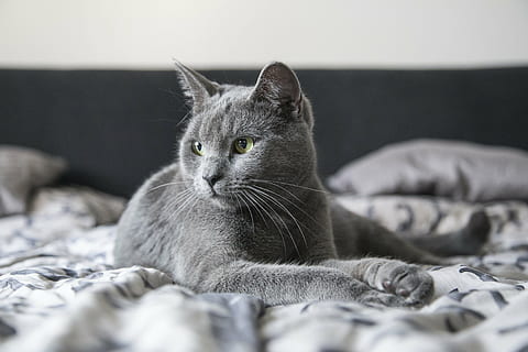 short-coated gray cat, kitty, kitten, animal, cute, pet, domestic HD wallpaper
