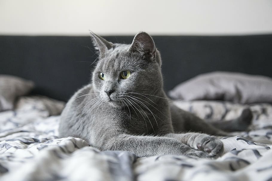 short-coated gray cat, kitty, kitten, animal, cute, pet, domestic HD wallpaper