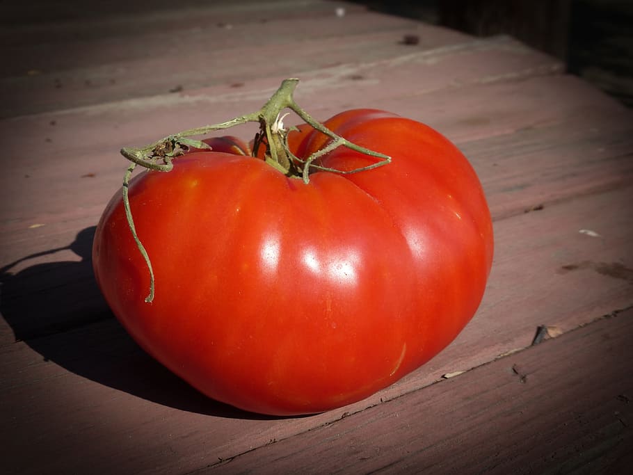 tomato, red, organic, ripe, vegetable, tomatoes, vegetarian HD wallpaper
