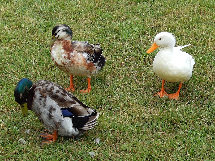 ducks, grass, park, group of animals, bird, animal themes, vertebrate HD wallpaper