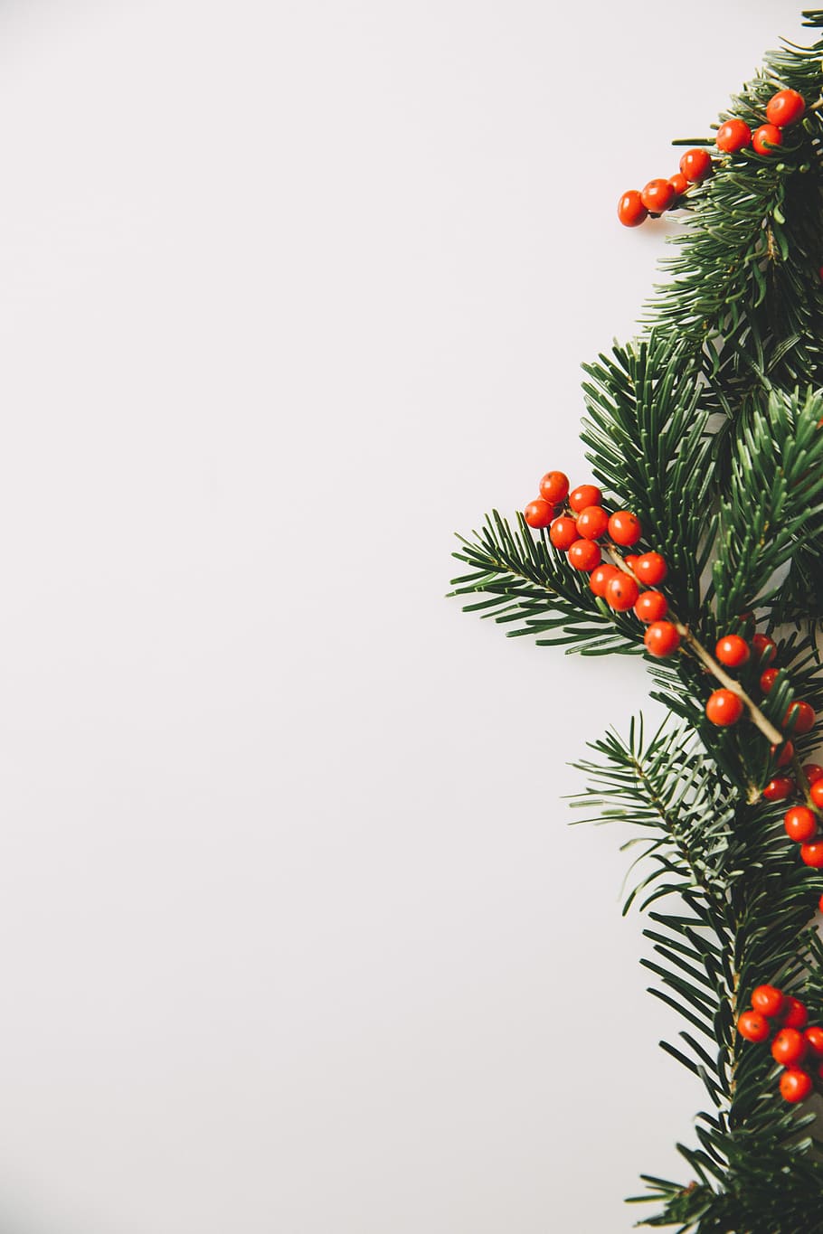 photo of green tree with orange fruits, foliage, berries, red HD wallpaper