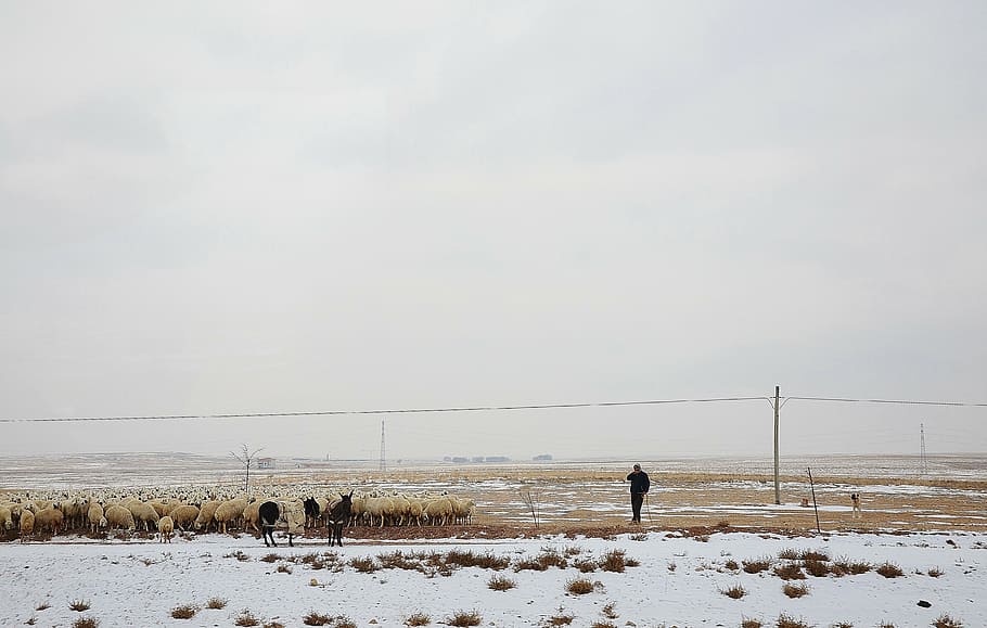 man, sheep, shepherd, flock, winter, snow, cold, alone, landscape HD wallpaper