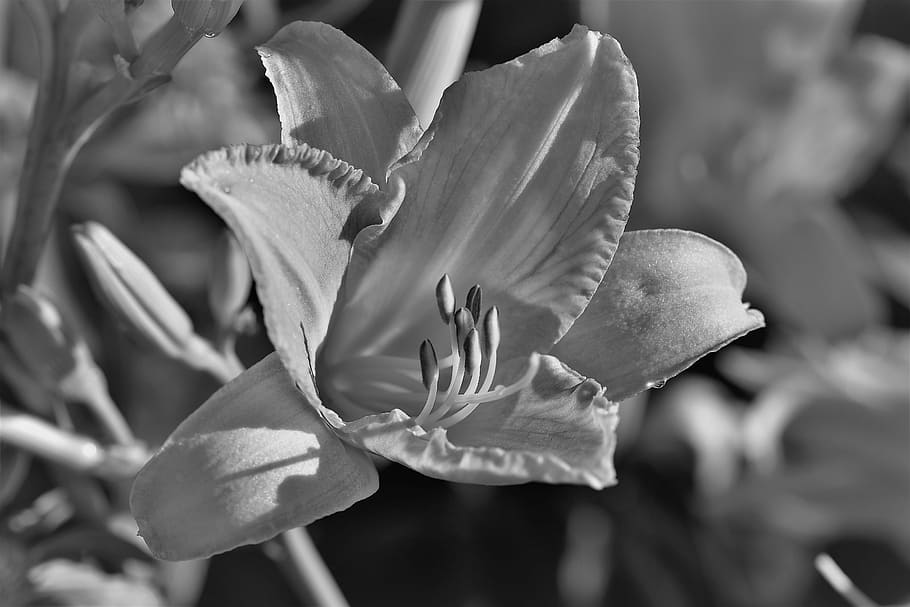 Black And White, Plant, Leaf, nature, background, close, blossom HD wallpaper