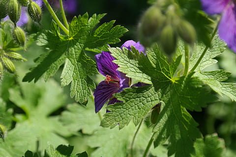 cranesbill, blossom, bloom, stamp, plant, flower, violet, purple HD wallpaper