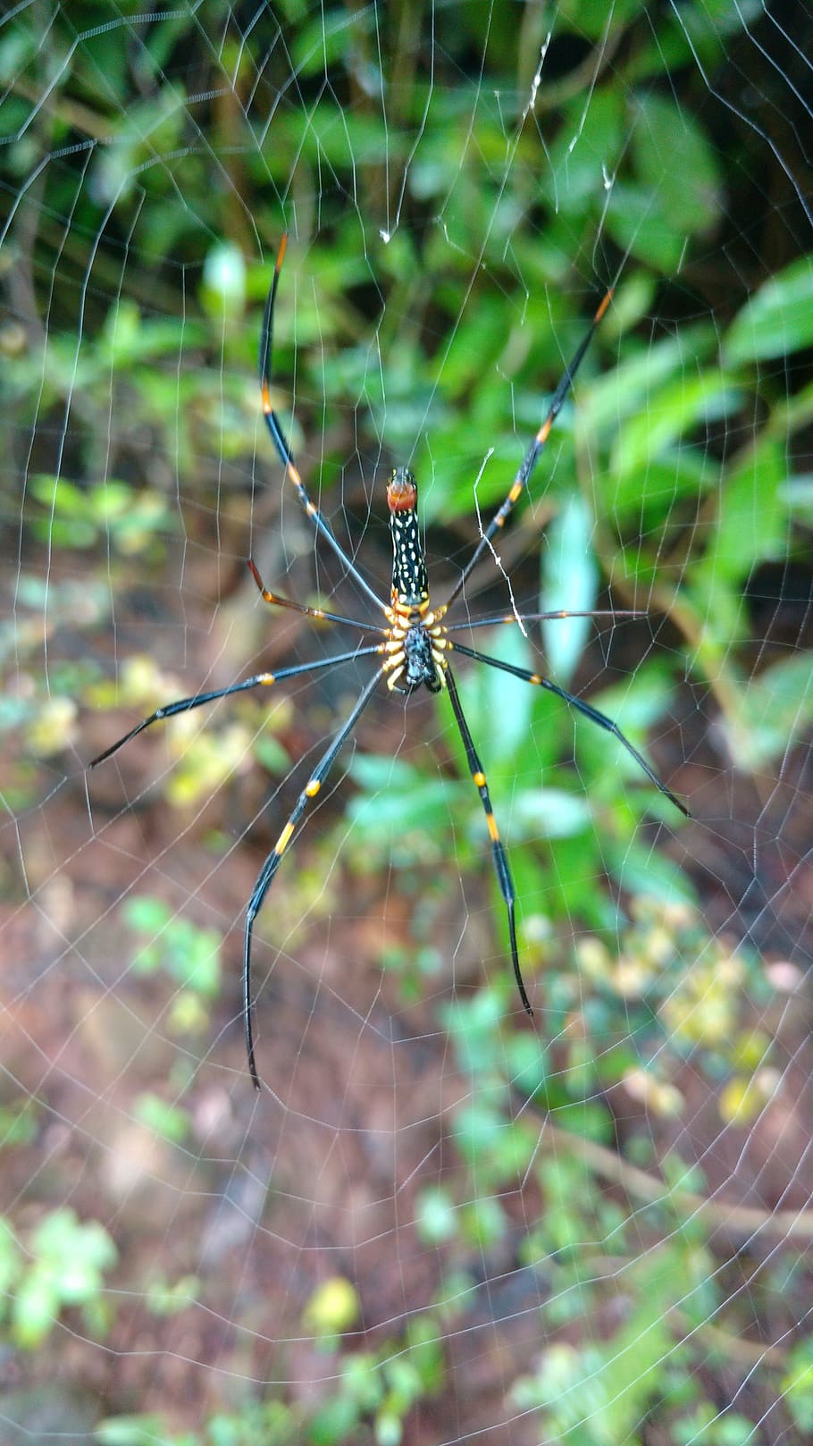 spider, wab, green, invertebrate, animal themes, one animal HD wallpaper
