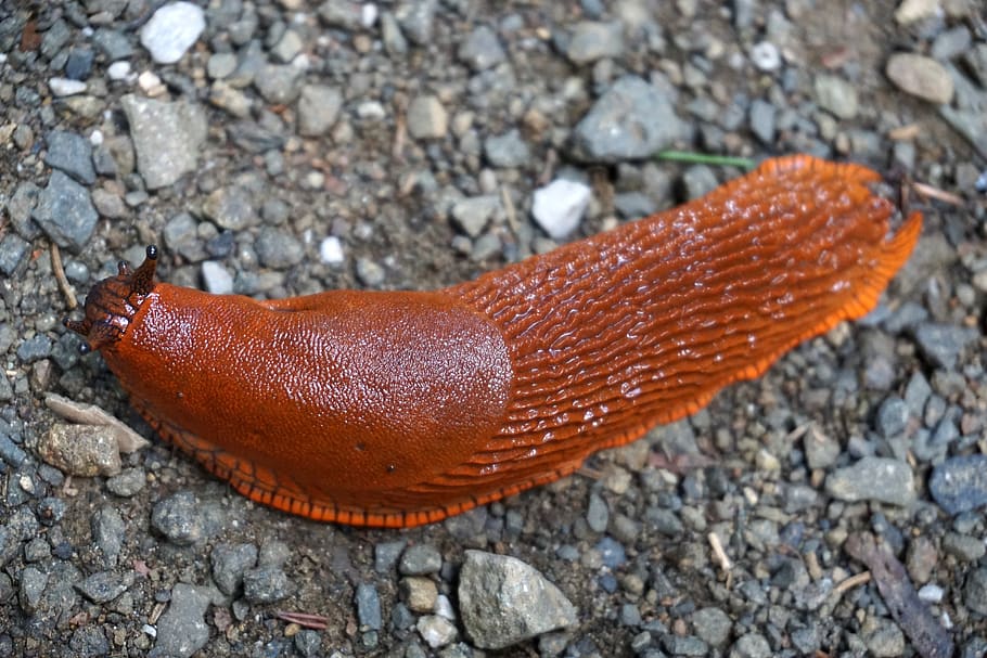 slug, snail, crawl, animal, close-up, brown, no people, day HD wallpaper
