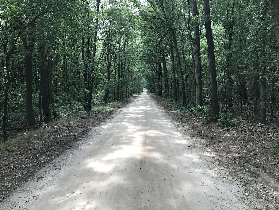 trees, avenue, path, nature, hiking, footpath, forest, plant HD wallpaper