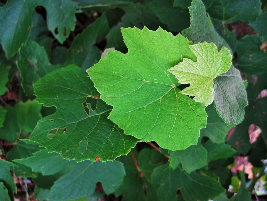 Leaves, Grape, Vine, Vineyard, green, winery, agriculture, grapevine HD wallpaper
