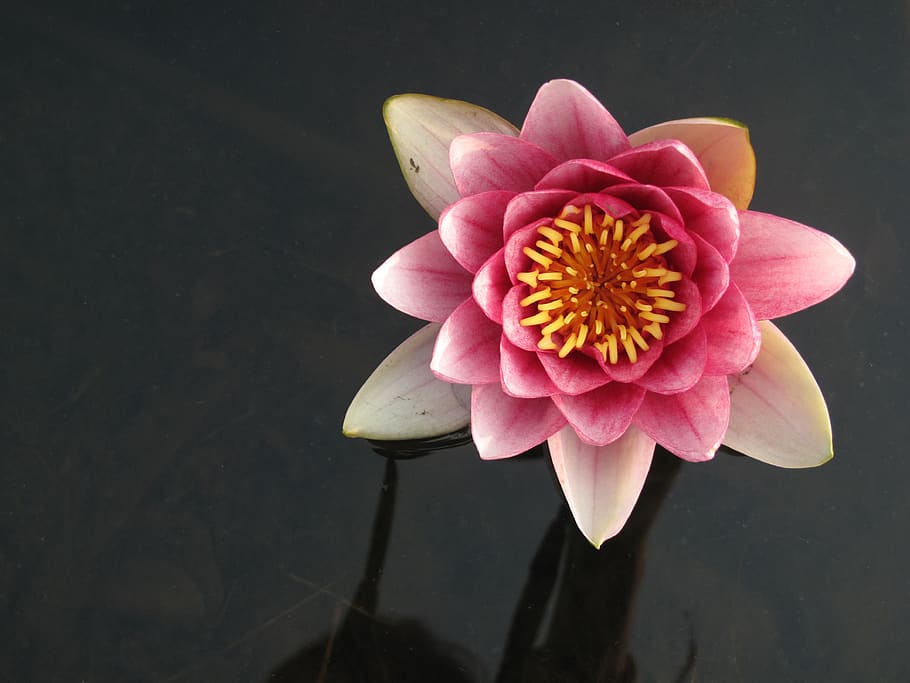 lotus, flowers, nature, flowering plant, petal, fragility, vulnerability HD wallpaper