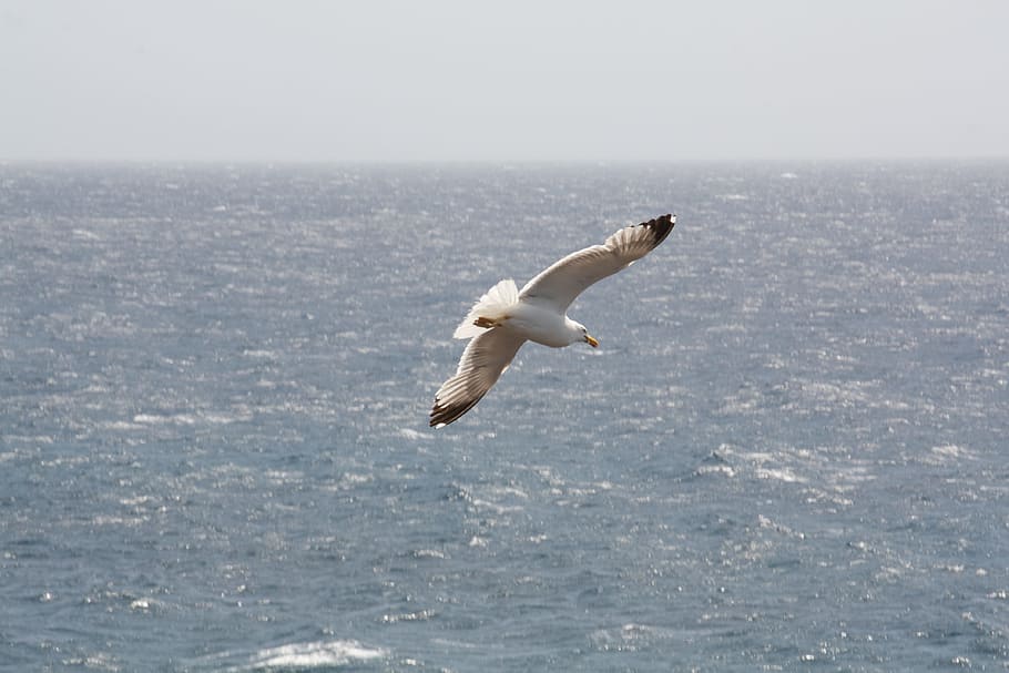 Seagull, Sea, Bird, Water, Sky, Fly, water bird, animal, nature HD wallpaper