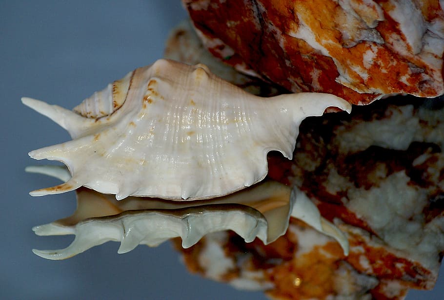 beige conch, seashell, rock, stone, dappled, texture, invoice, HD wallpaper