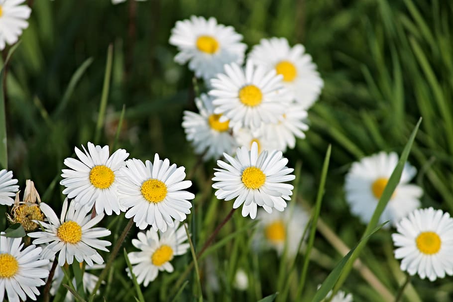 daisy, spring meadow, flower meadow, nature, grass, wildflowers HD wallpaper
