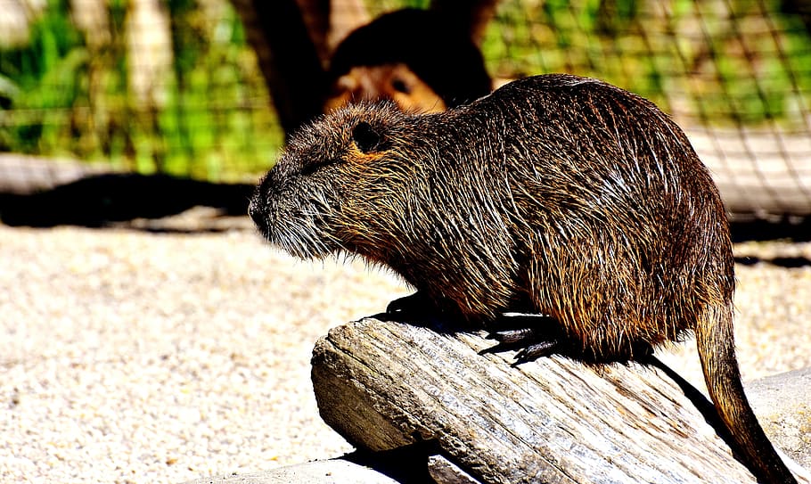 Nutria, Water Rat, splashing, animal world, nature, fur, rodent HD wallpaper