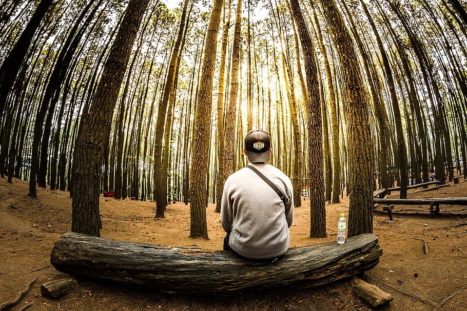 nature photography of man sitting on trunk bench front of trees at daytime HD wallpaper