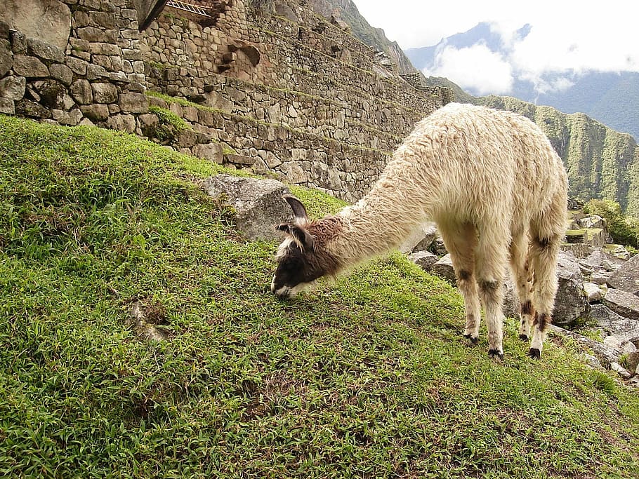 Llama Feeding on the Grass at Machu Picchu, Peru, animals, photos, HD wallpaper