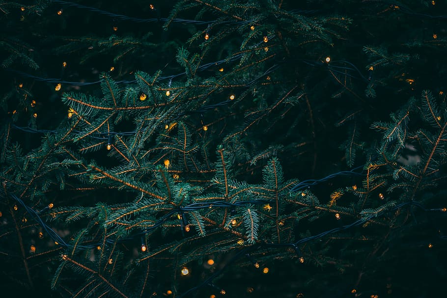 green pine tree with fireflies, photo of green leafed tree, christmas tree HD wallpaper