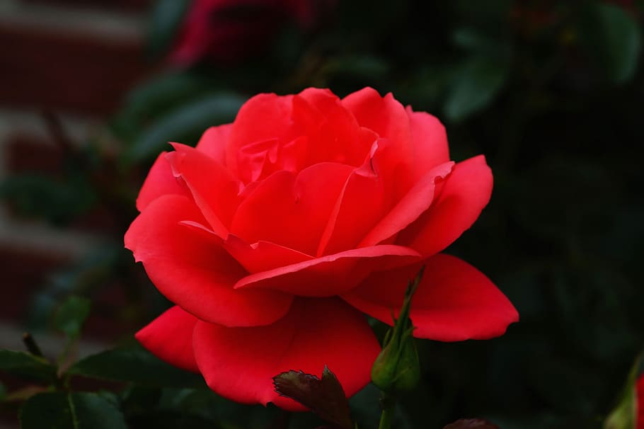 rose, blossom, bloom, red, rose bloom, garden, romantic, beautiful HD wallpaper