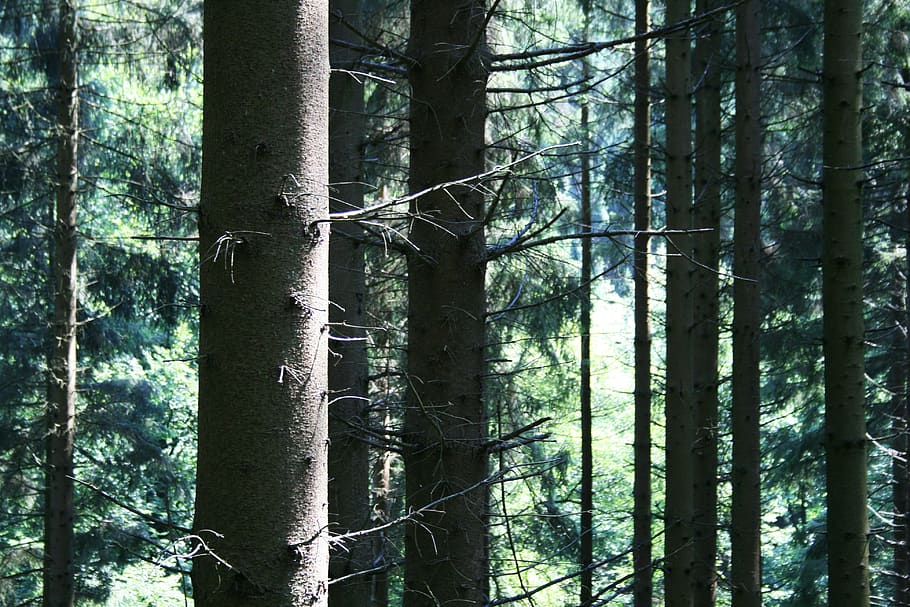 forest, trees, conifer, forests, log, landscape, nature, trunk HD wallpaper