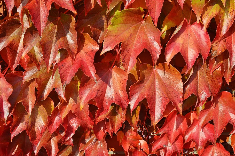 vine, leaves, red, autumn, fall foliage, full frame, backgrounds HD wallpaper