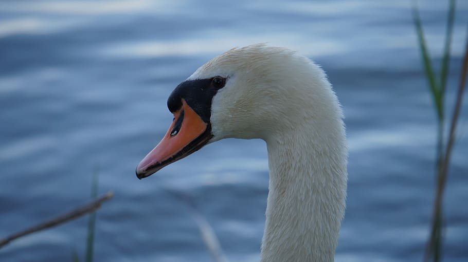 bird, waters, swan, lake, one animal, animals in the wild, animal themes HD wallpaper