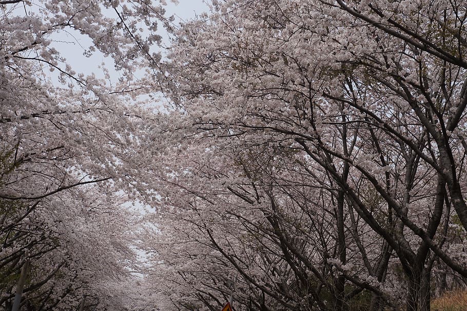 cherry blossoms, spring, bloom, nature, tree, branch, flowers HD wallpaper