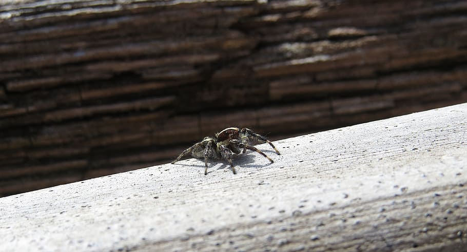 nature, insect, spider, macro, colombia, animal themes, one animal HD wallpaper