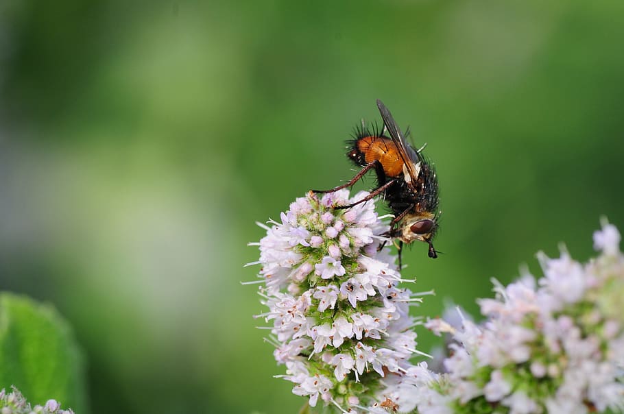 Fly, Hoverfly, Insect, Garden, Nature, summer, large campestris HD wallpaper
