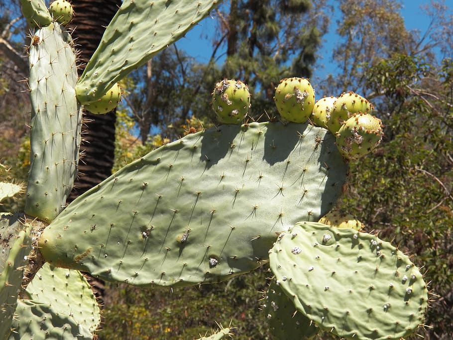 Cactus, Plant, Desert, Flower, Botany, cacti, garden, succulent HD wallpaper