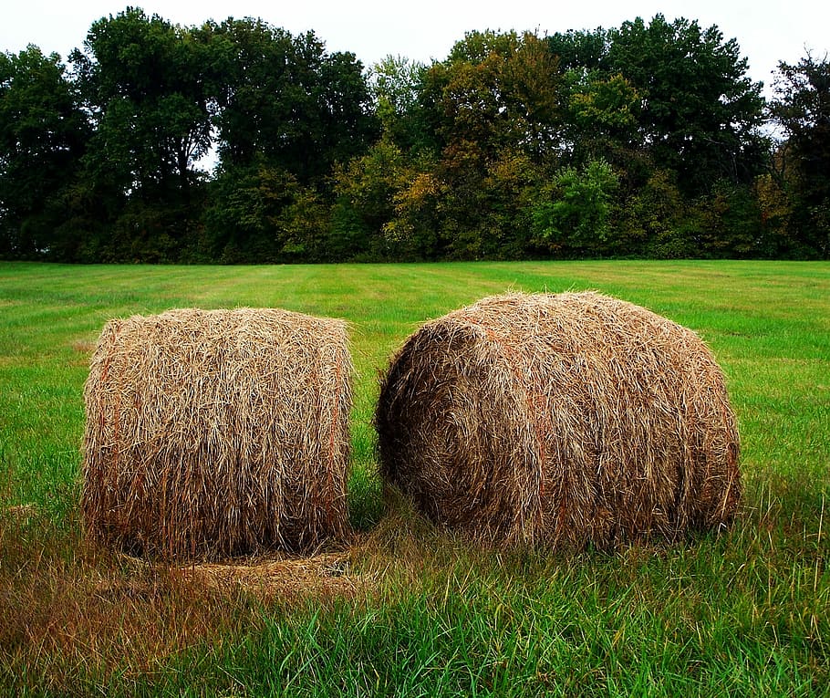 Hay, Bails, Round, Bales, Straw, round bales, agriculture, farm HD wallpaper