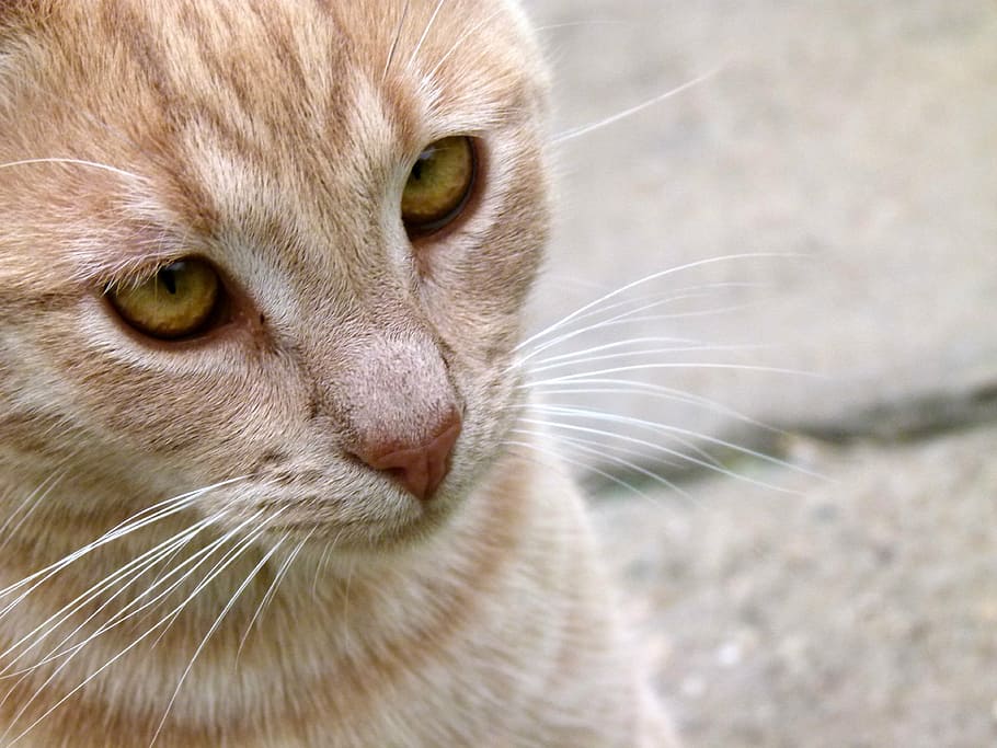 cat, pet, animal, kitty, whiskers, domestic cat, pets, feline HD wallpaper