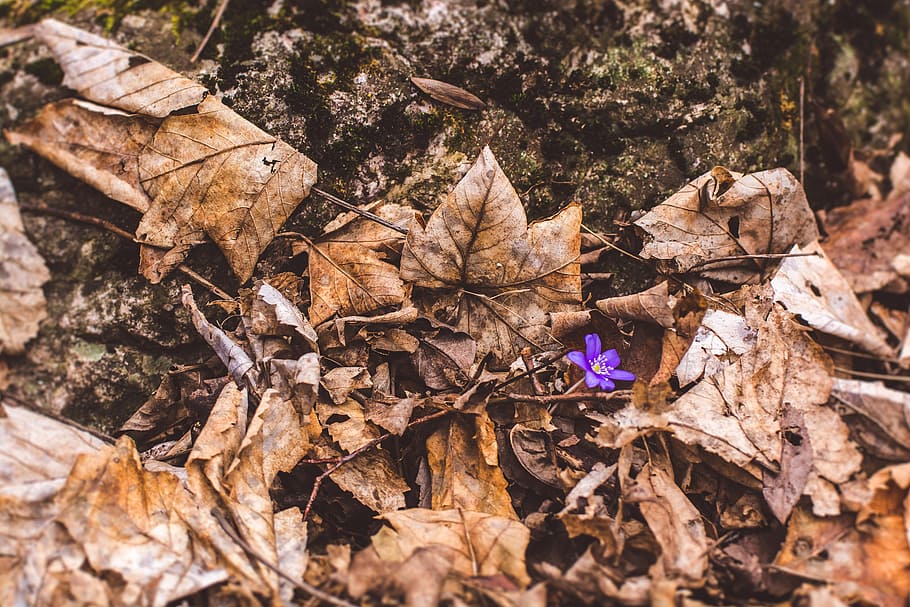 nature, wood, forrest, leaf, plant part, dry, land, leaves HD wallpaper