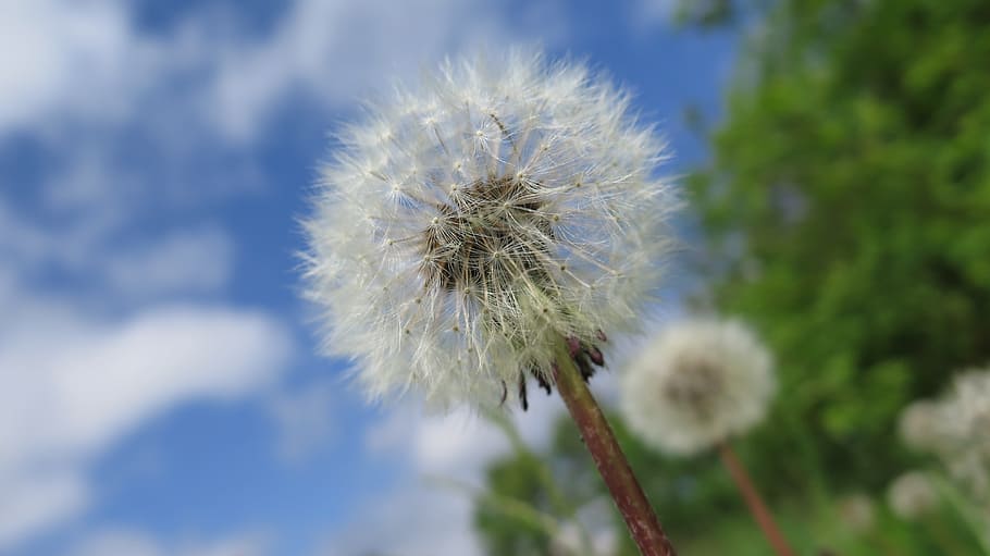 Dandelion, Fluffy, summer, fluffy dandelion, macro, nature HD wallpaper