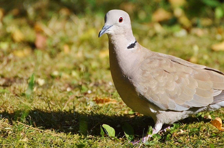 Dove, Bird, Collared, Nature, city pigeon, poultry, wing, foraging HD wallpaper