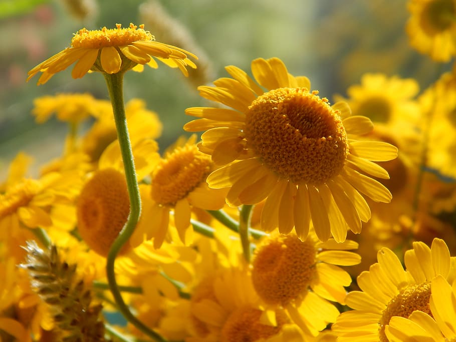 selective focus photography of sunflower, yellow daisies, macro HD wallpaper