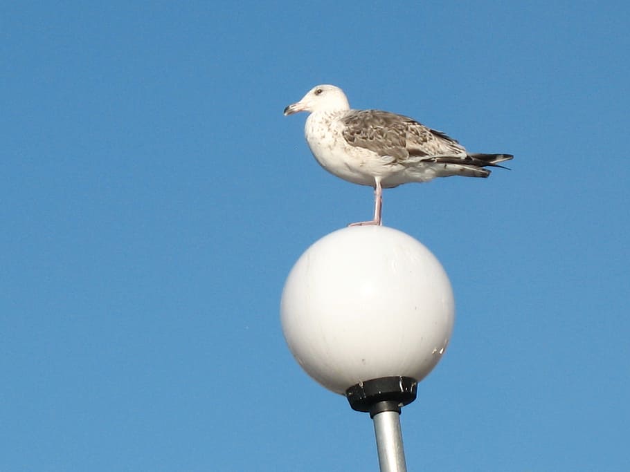 gull, himmel, summer, sweden, archipelago, sky blue, the west coast HD wallpaper