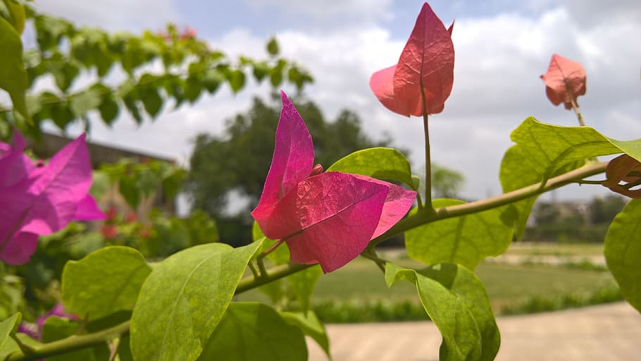 pink, flower, nature, plant, leaf, beauty in nature, plant part HD wallpaper