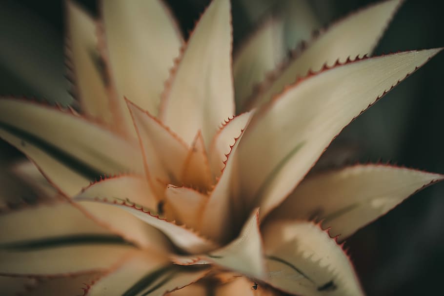shallow focus photography of white plant, closeup photography of plant HD wallpaper