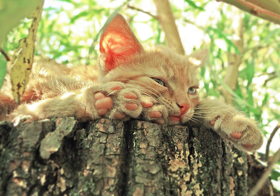 orange tabby cat on wood log, laziness, pet, rest, redhat, paws HD wallpaper