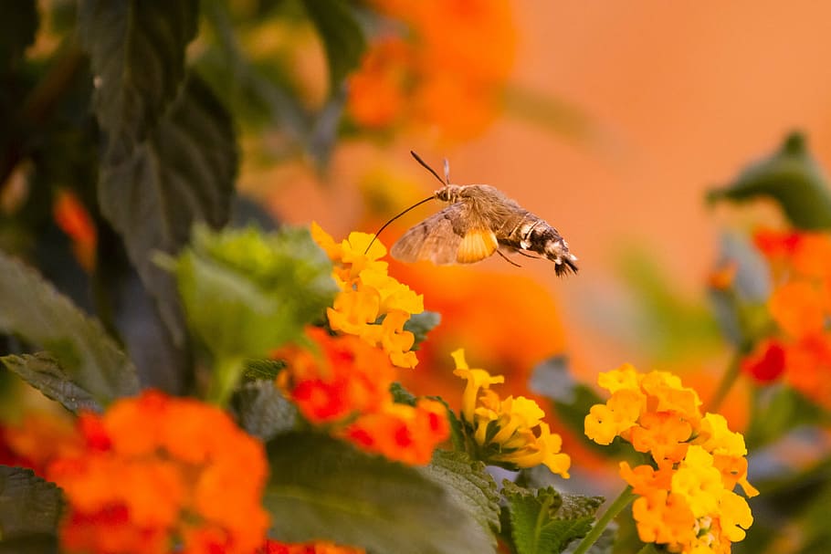macro photography of sphinx moth flying beside flowers, hummingbird hawk moth HD wallpaper
