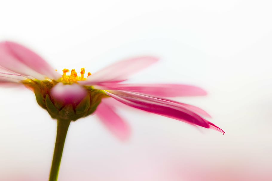 shallow focus photography of pink flower, marguerite, blossom HD wallpaper