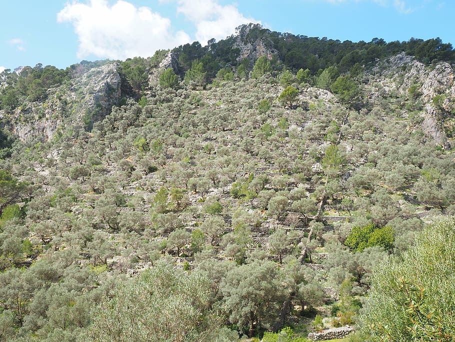 olive grove, mountainside, olive trees, olive plantation, olive garden HD wallpaper
