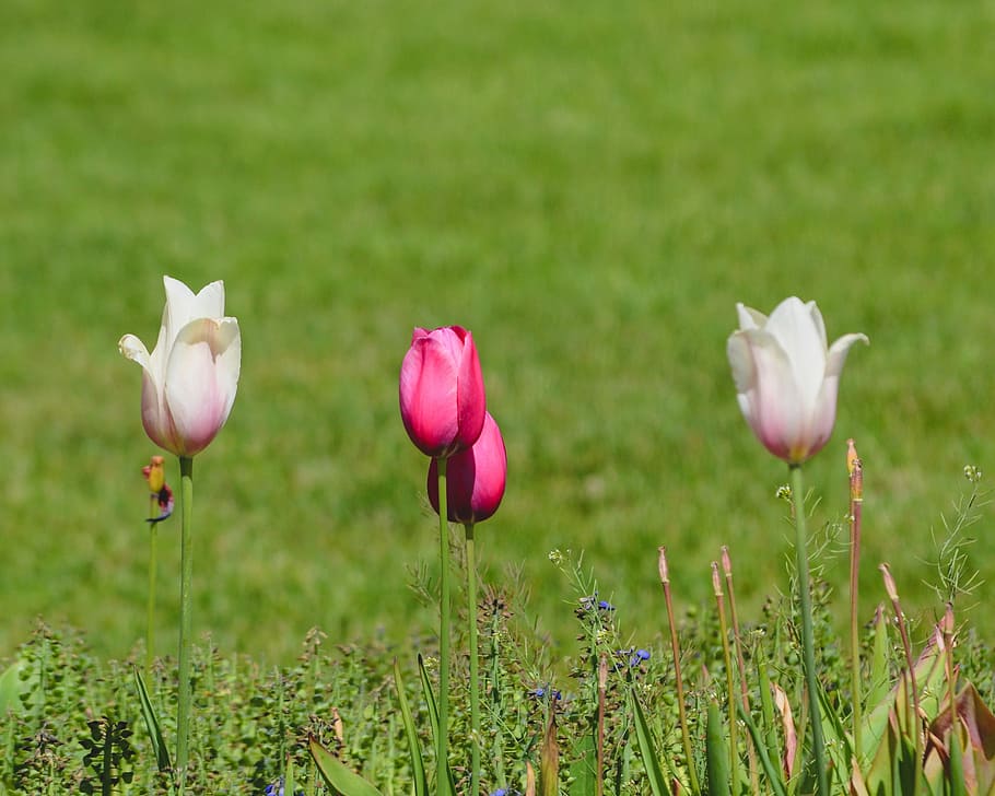 white and pink tulip flowers, three pink tulip flowers, grass HD wallpaper