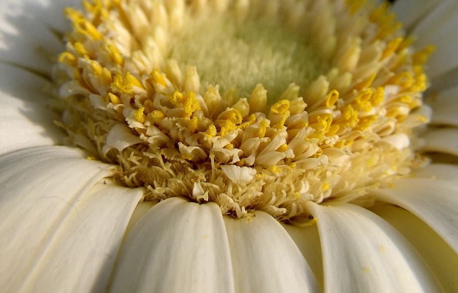 flower, macro, white, spring flower, freshness, plant, food HD wallpaper