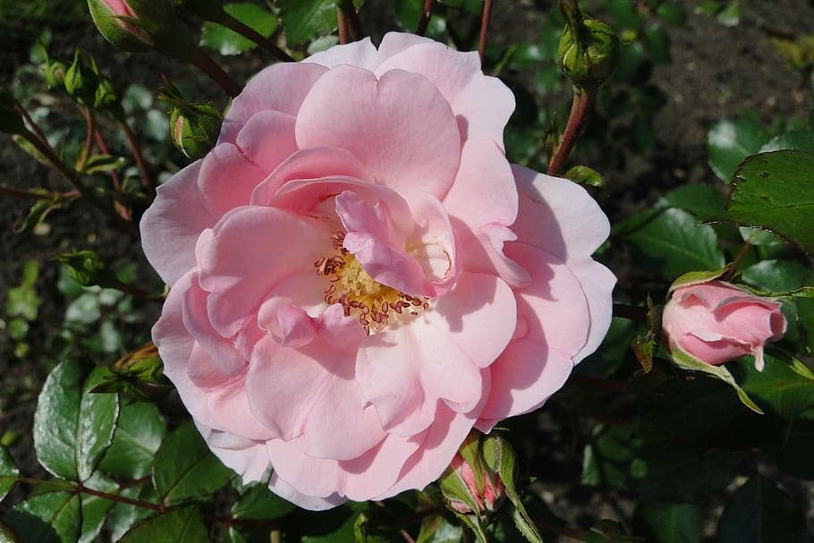 flower, rose, pink, nature, rose petals, the petals, garden HD wallpaper