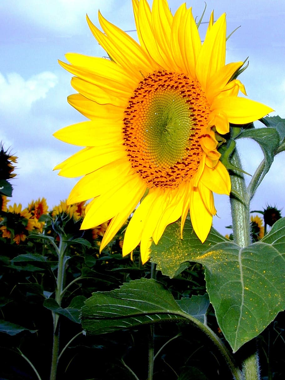 Sunflower, Yellow, Sky, Optimism, economic plant, petal, nature HD wallpaper