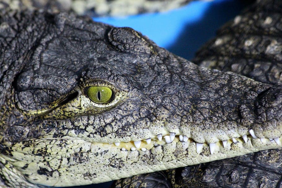 crocodile, eye, teeth, closeup, macro, reptile, danger, predator HD wallpaper