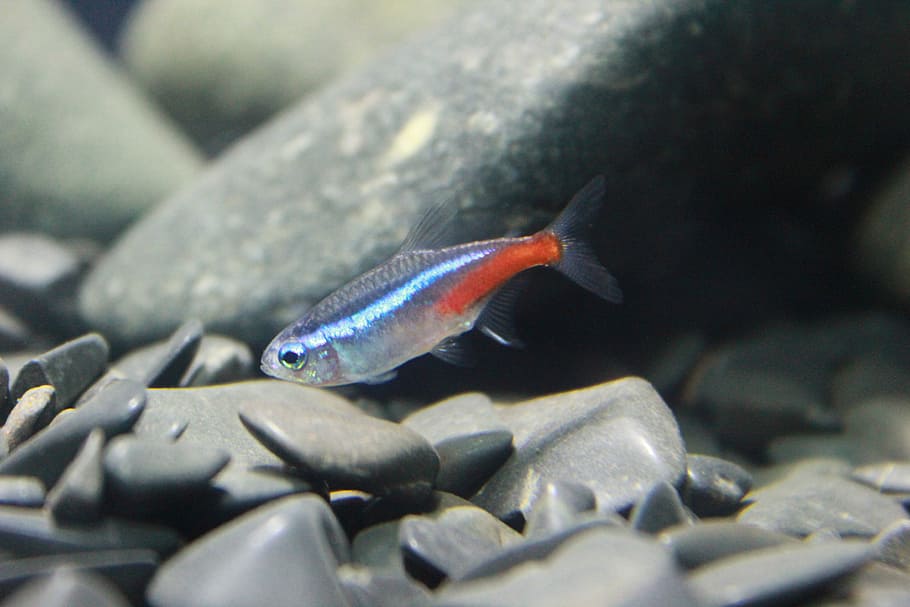 fish, small, neon, exotic, fish tank, aquarium, animal themes HD wallpaper